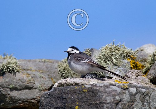 Pied Wagtail DM0845